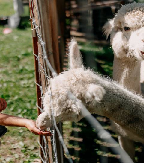 Mädchen füttert Alpakas auf einer Alm im Salzburger Land – tierisches Sommererlebnis für Familien