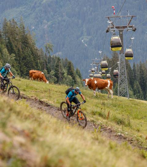 Mountainbiker auf Almwiese mit Kühen und Gondelbahn in der Bergregion in Salzburg