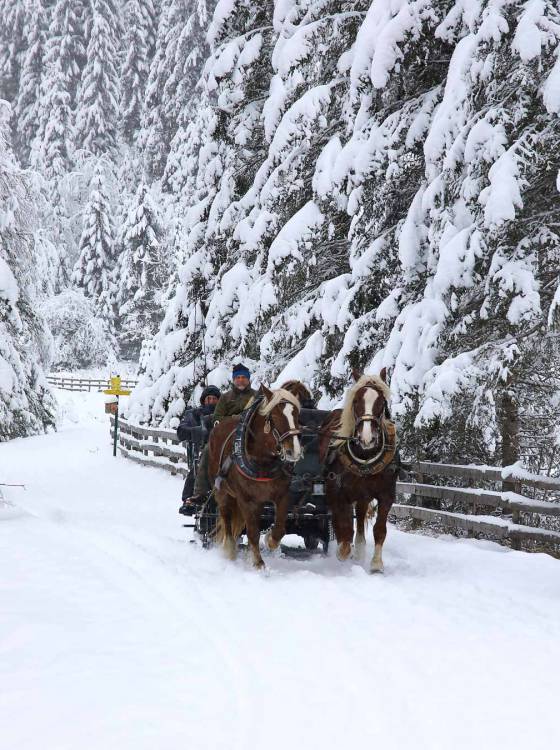 Pferdekutsche fährt durch einen verschneiten Waldweg zwischen tief verschneiten Tannen – Winterausflug beim Familienhotel Oberkarteis