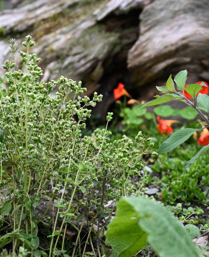 We Place Great Value on Sustainability: Pure nature - Familienhotel Oberkarteis