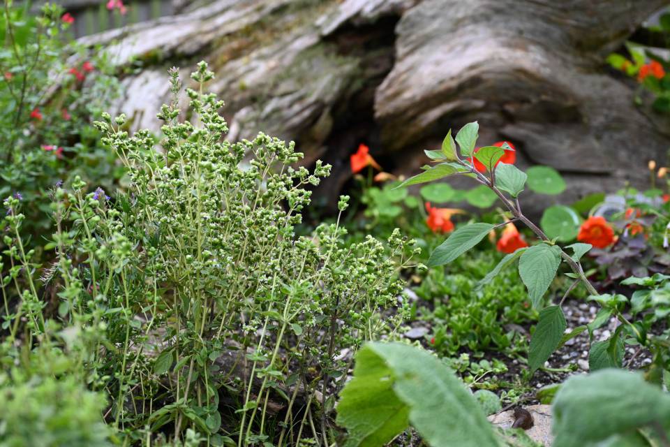 Aromatische Minze und frische Kräuter aus dem Kräutergarten des Hotel Oberkarteis