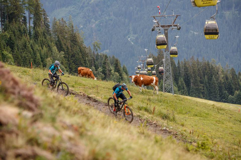 Mountainbiker auf Almwiese mit Kühen und Gondelbahn in der Bergregion in Salzburg