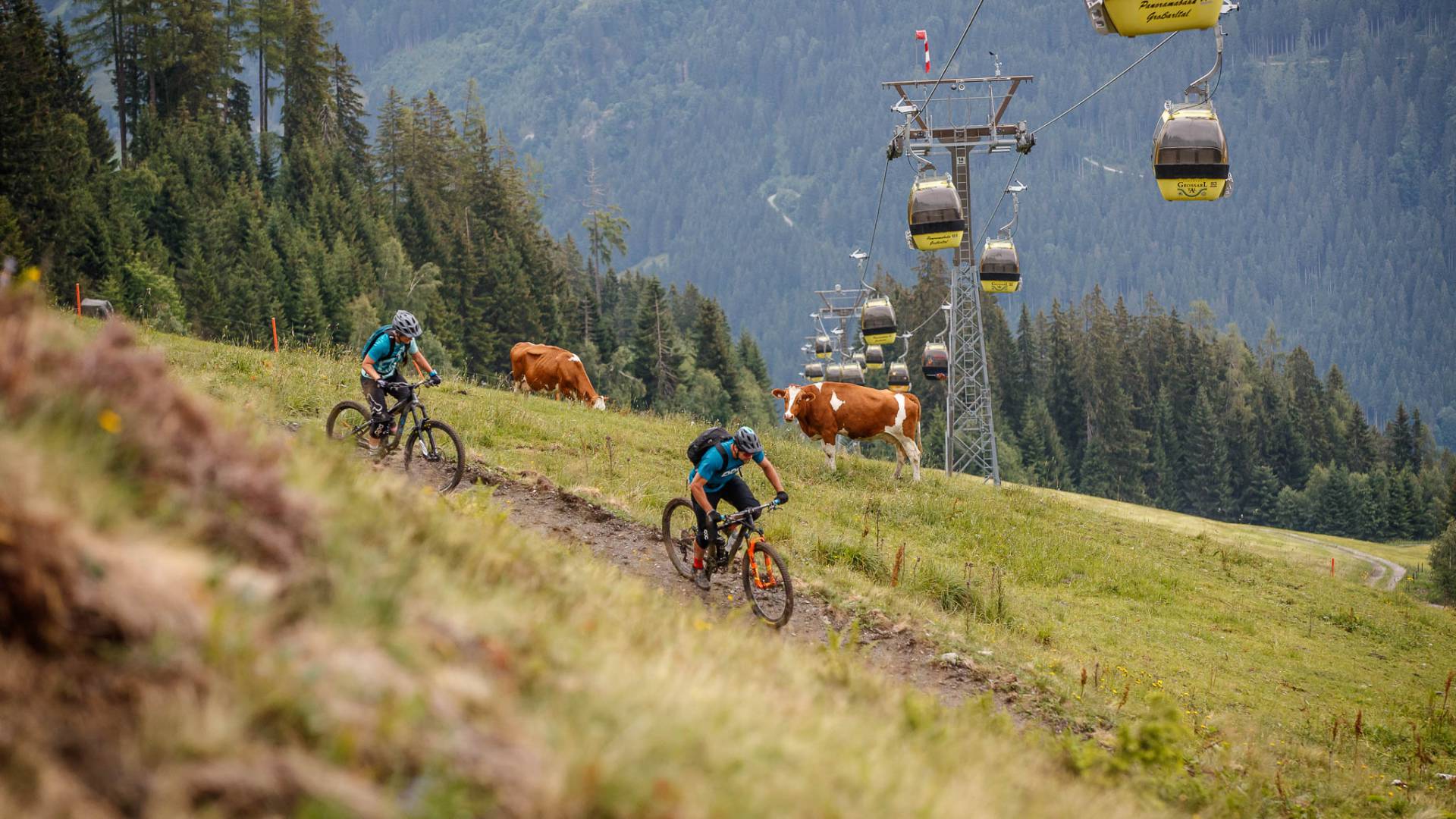 Mountainbiker auf Almwiese mit Kühen und Gondelbahn in der Bergregion in Salzburg