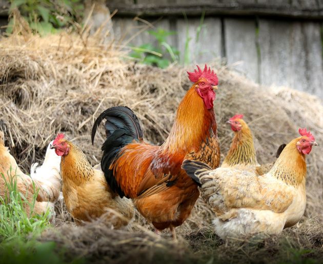 Ferien auf dem Bauernhof