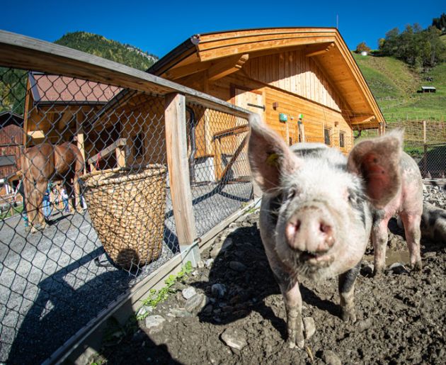 Tiere im Familienhotel