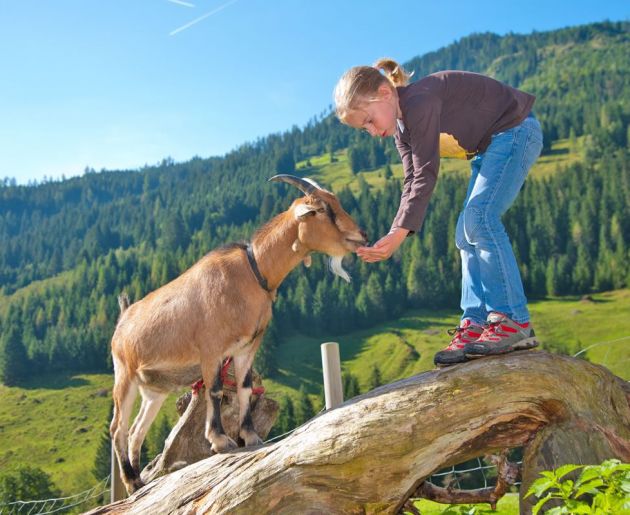 Ziegen füttern