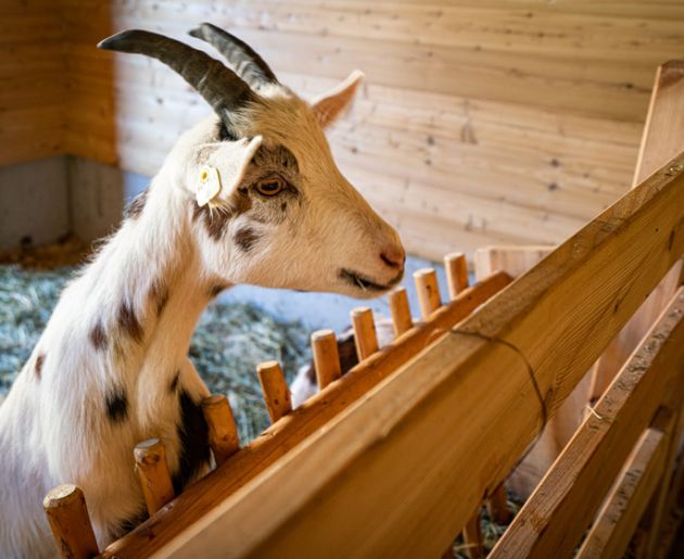Tiere im Familienhotel
