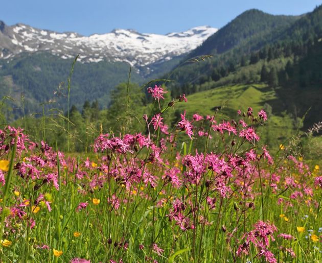Sommerurlaub inmitten traumhafter Natur im Großarltal